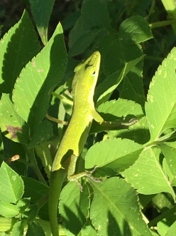 Lizard on a plant