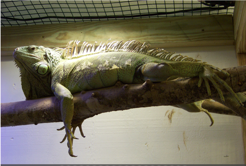 Iguana under a heat lamp