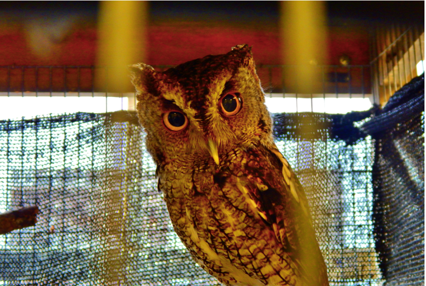 Owl in an enclosure