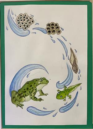 A Frog's Life