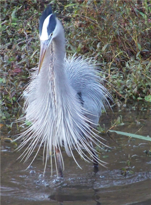 Bird hunting in the water