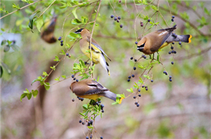 Birds on a branch