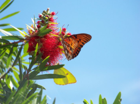 Butterfly drinking from flower