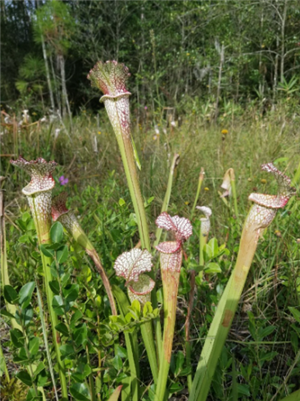 Pitcher plants