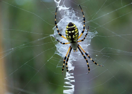 Spider on web