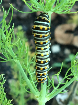 Caterpillar on a branch