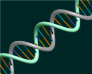 DNA