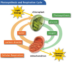 Photosynthesis and Cellular Respiration