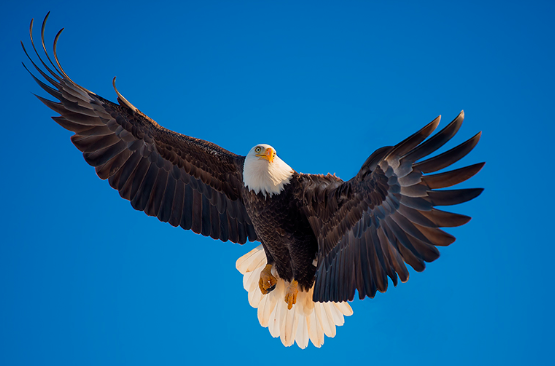 Eagle in flight