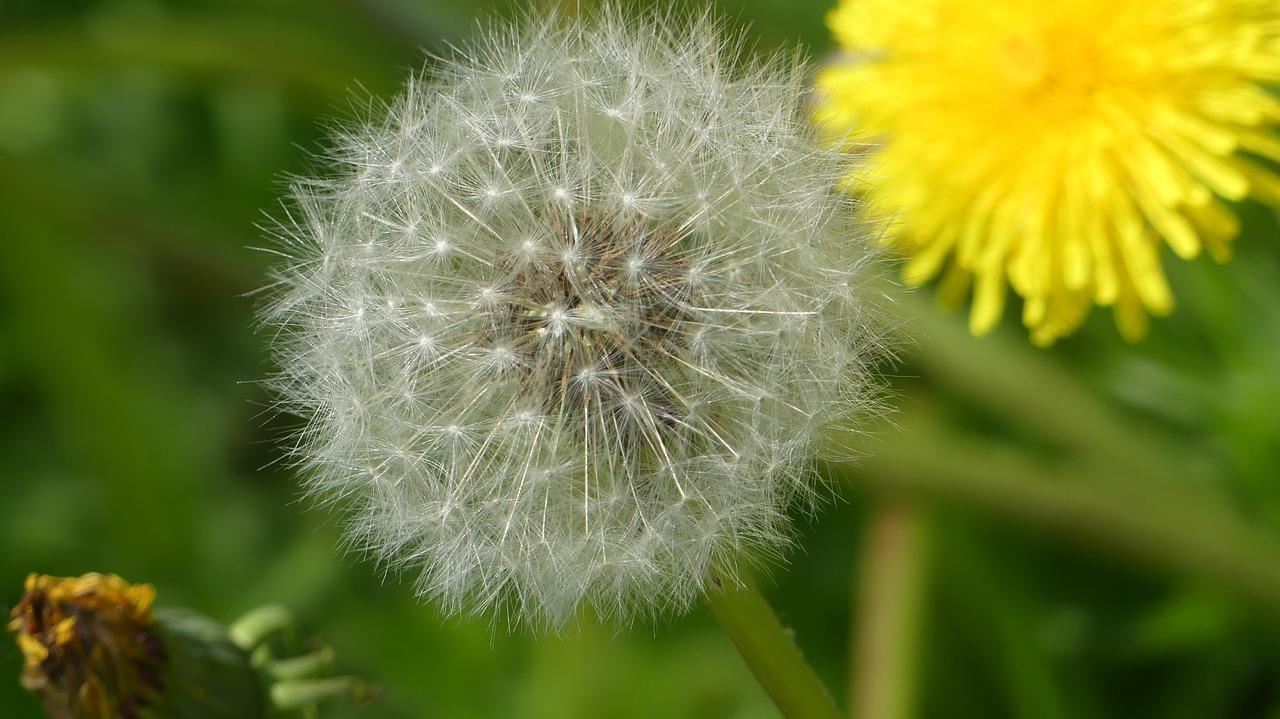 Dandelions